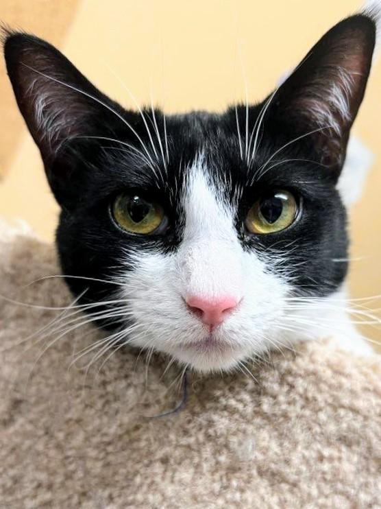 Enlarge Suzy Q - Rancho Cucamonga PetSmart, a Adoptable Domestic Short Hair in Rancho Cucamonga, CA image 1/4