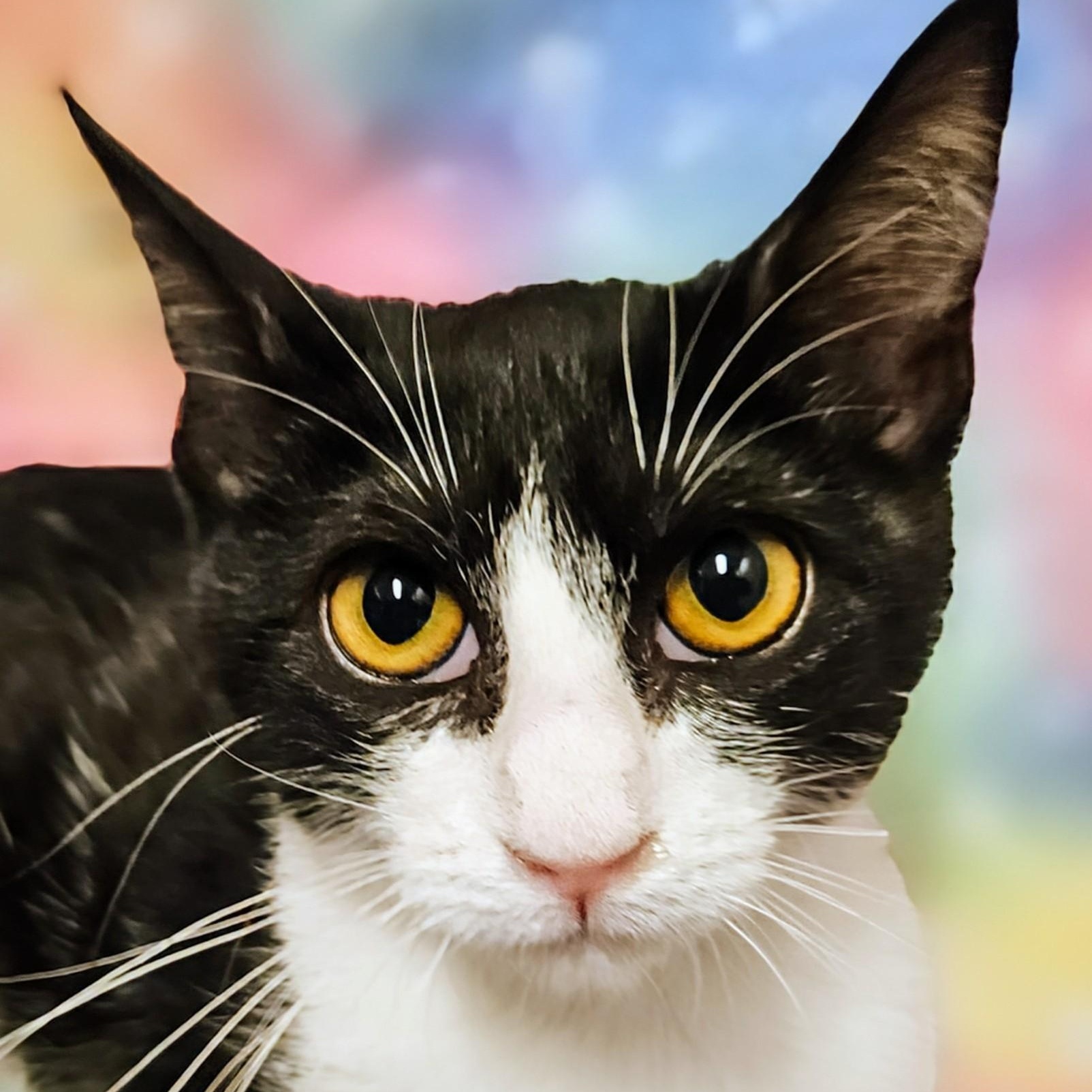 Suzy Q - Rancho Cucamonga PetSmart, Adoptable, Kitten Female Domestic Short Hair.