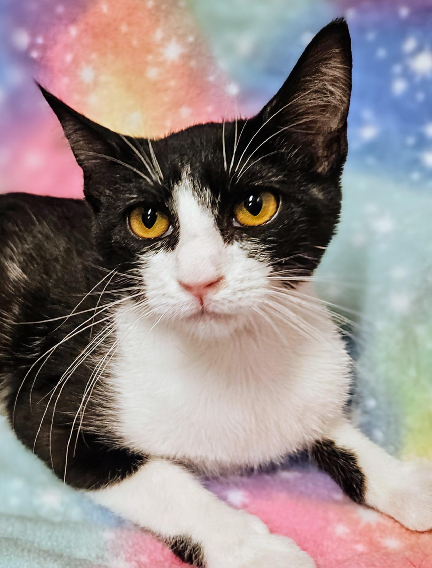 Enlarge Suzy Q - Rancho Cucamonga PetSmart, a Adoptable Domestic Short Hair in Rancho Cucamonga, CA image 4/4