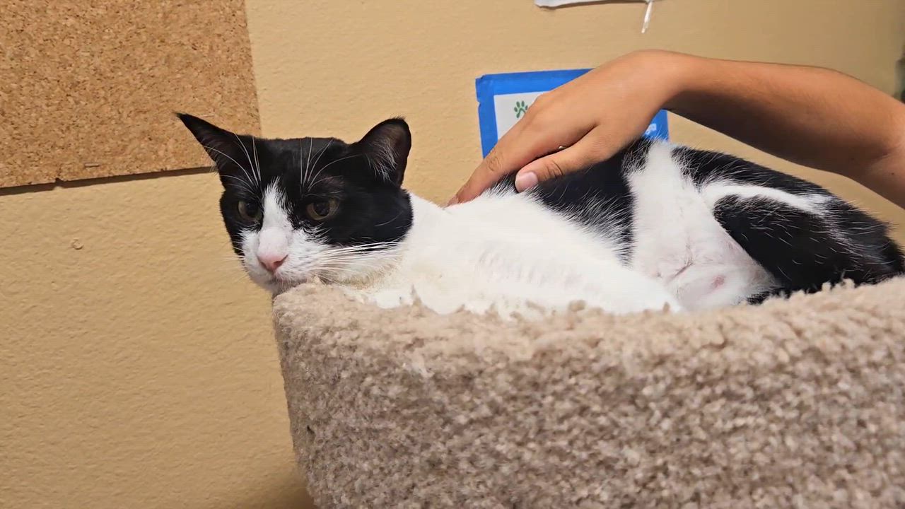 Enlarge Suzy Q - Rancho Cucamonga PetSmart, a Adoptable Domestic Short Hair in Rancho Cucamonga, CA video 4/4