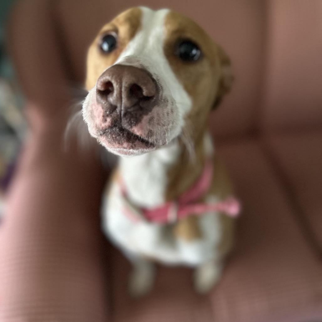 Sasha, Adoptable, Adult Female Mixed Breed.