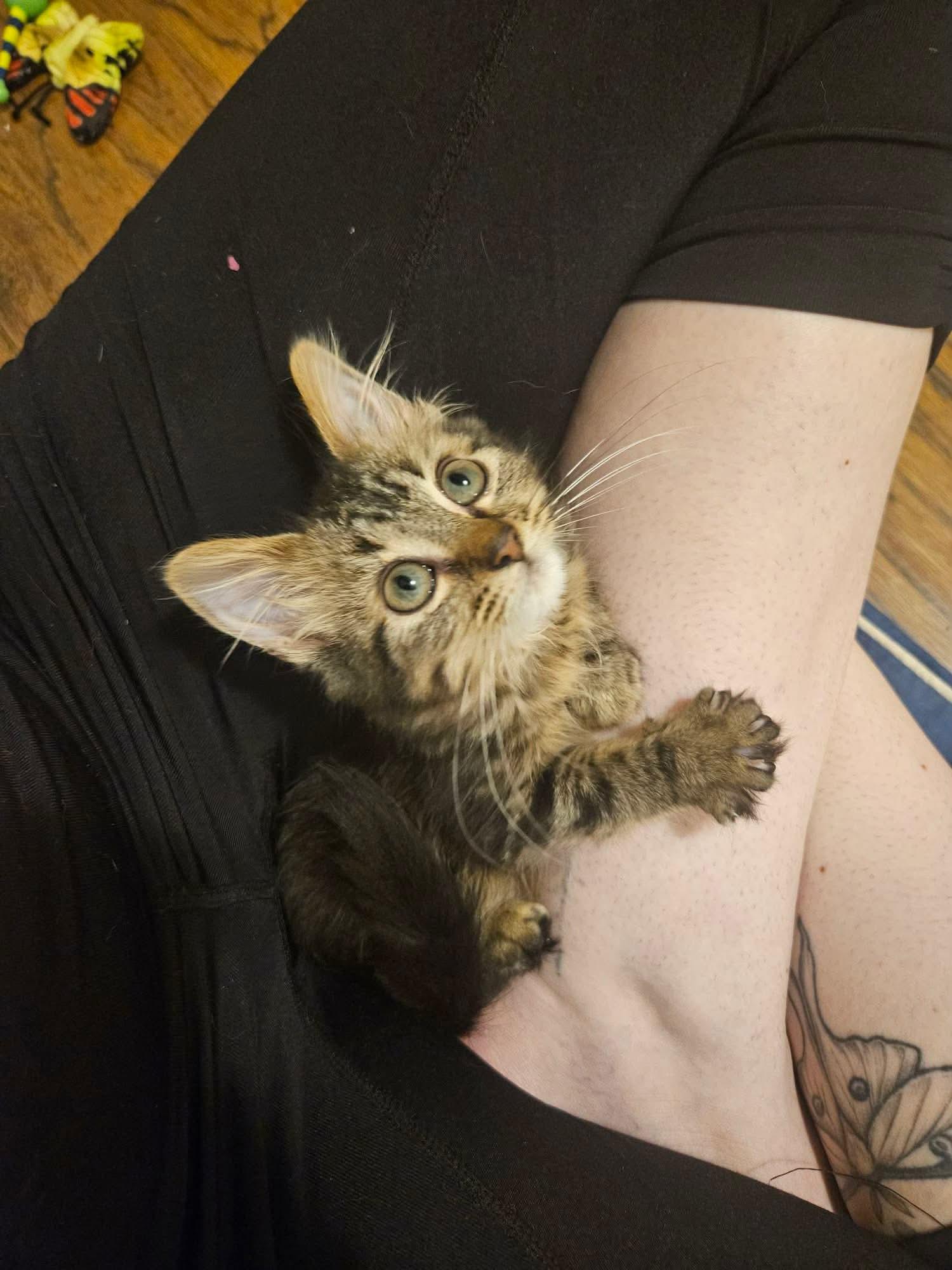 Enlarge Willow, a Adopted Domestic Long Hair in Terrebonne, QC image 5/6