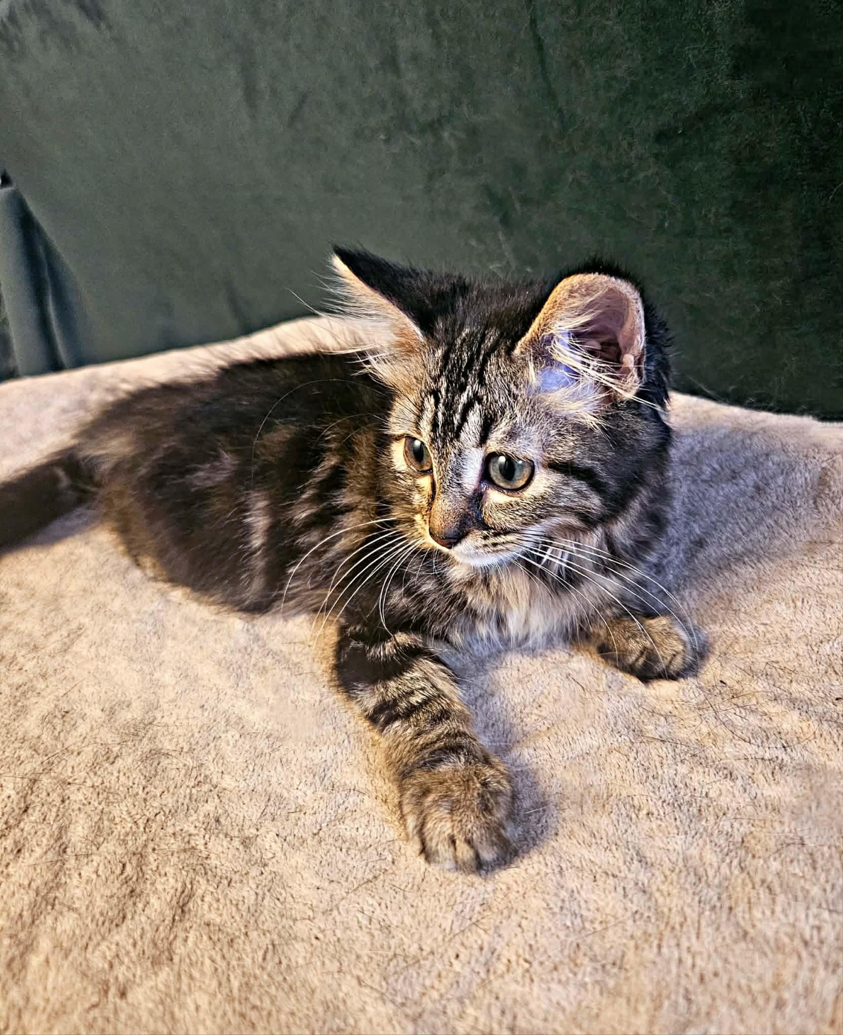 Enlarge Willow, a Adopted Domestic Long Hair in Terrebonne, QC image 1/6