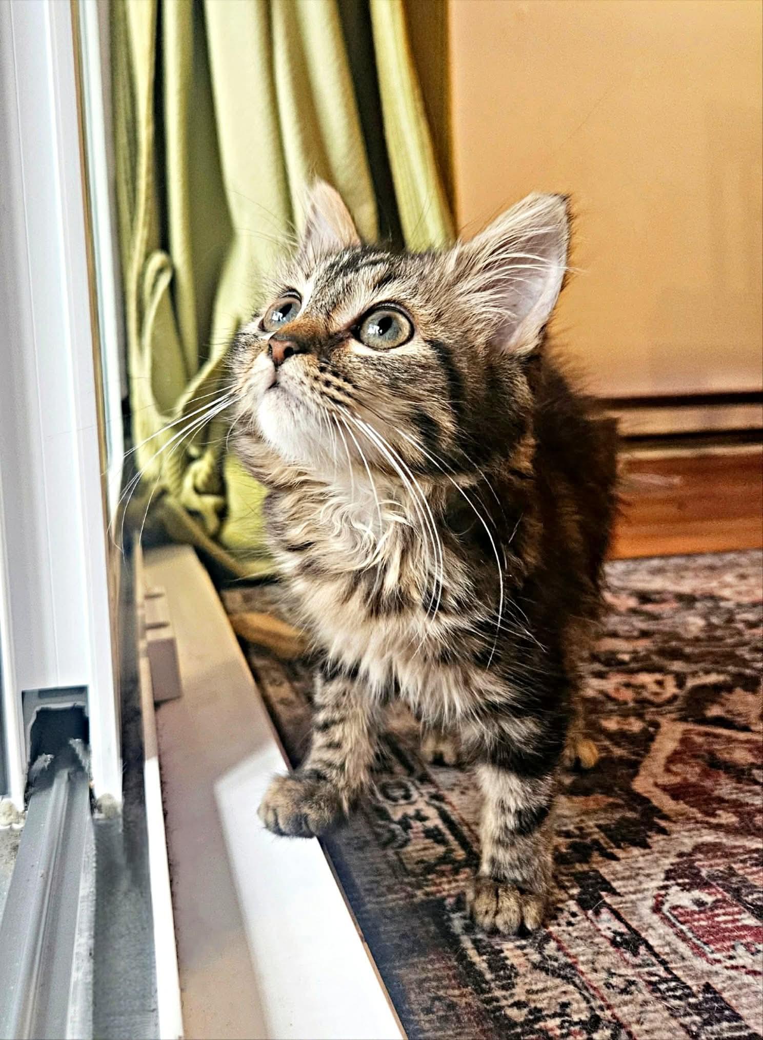 Enlarge Willow, a Adopted Domestic Long Hair in Terrebonne, QC image 4/6