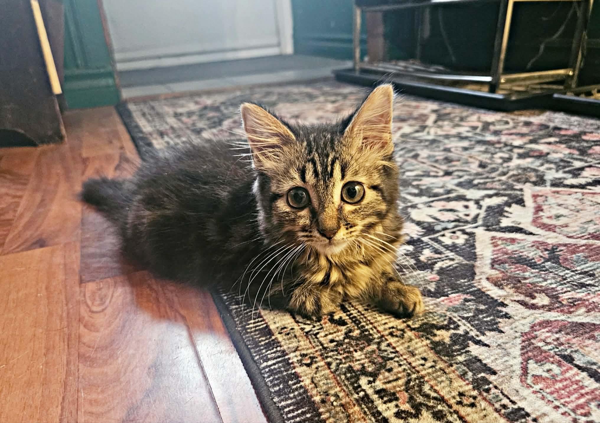 Enlarge Willow, a Adopted Domestic Long Hair in Terrebonne, QC image 2/6