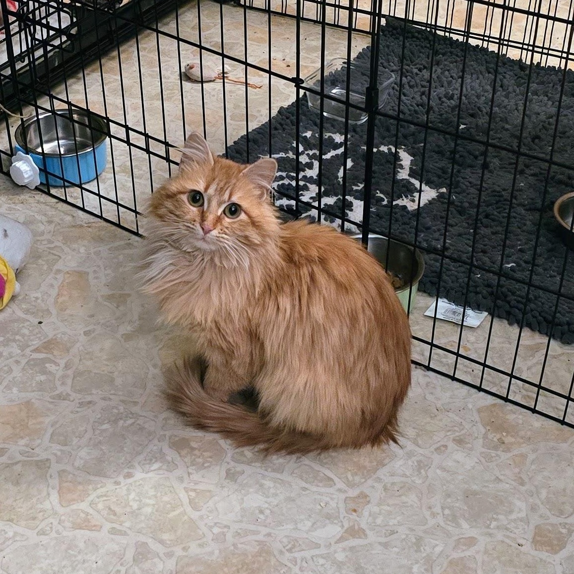 ZOE, adopted, Young Female Domestic Long Hair.