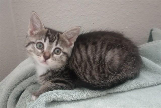 FLUFF, Adoptable, Kitten Female Domestic Short Hair.