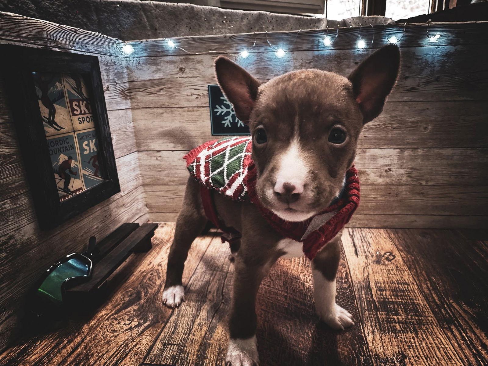 Nordic, Adoptable, Puppy Male Terrier.