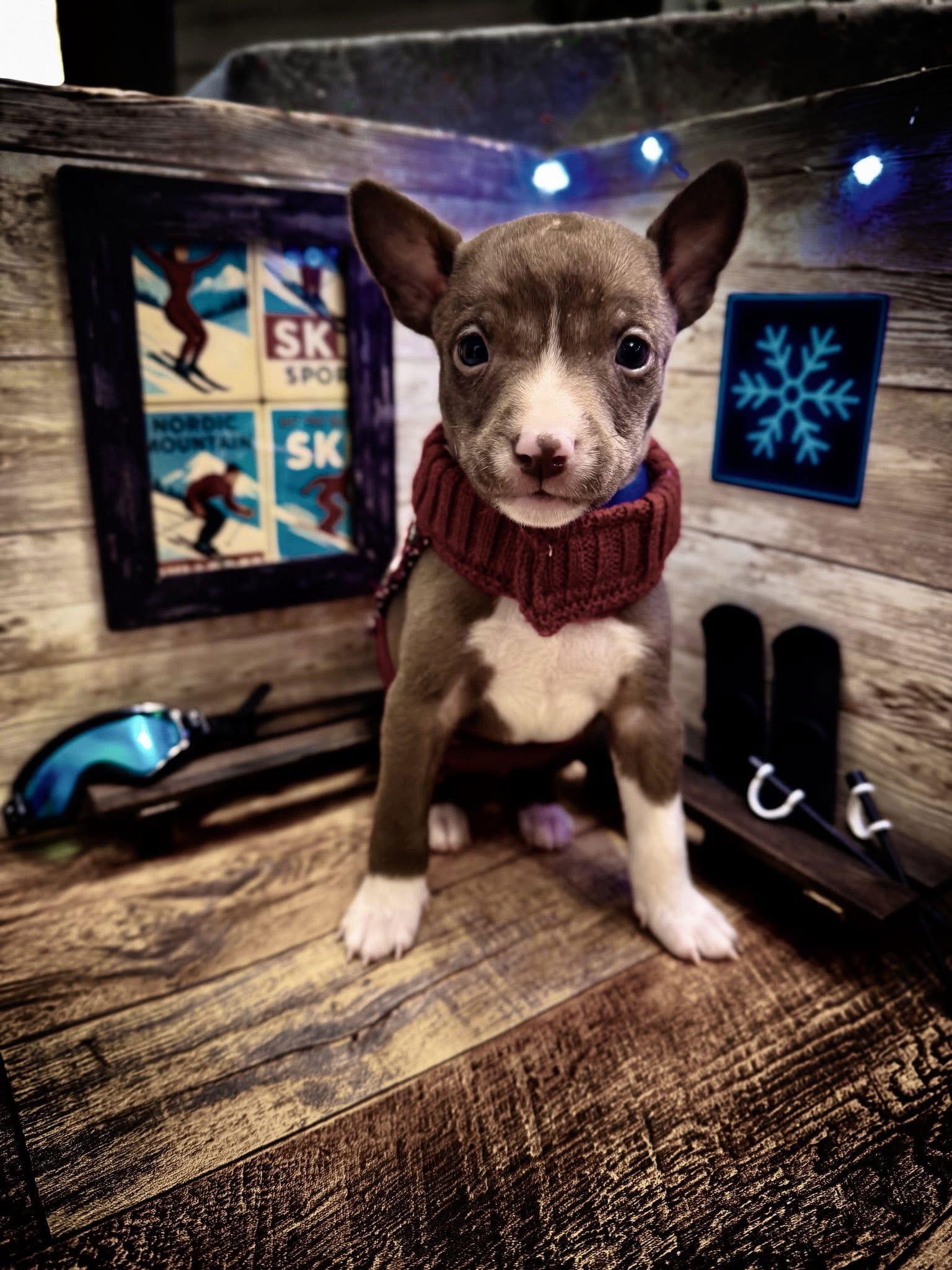 Enlarge Nordic, a Adoptable Terrier in New London, WI image 2/3