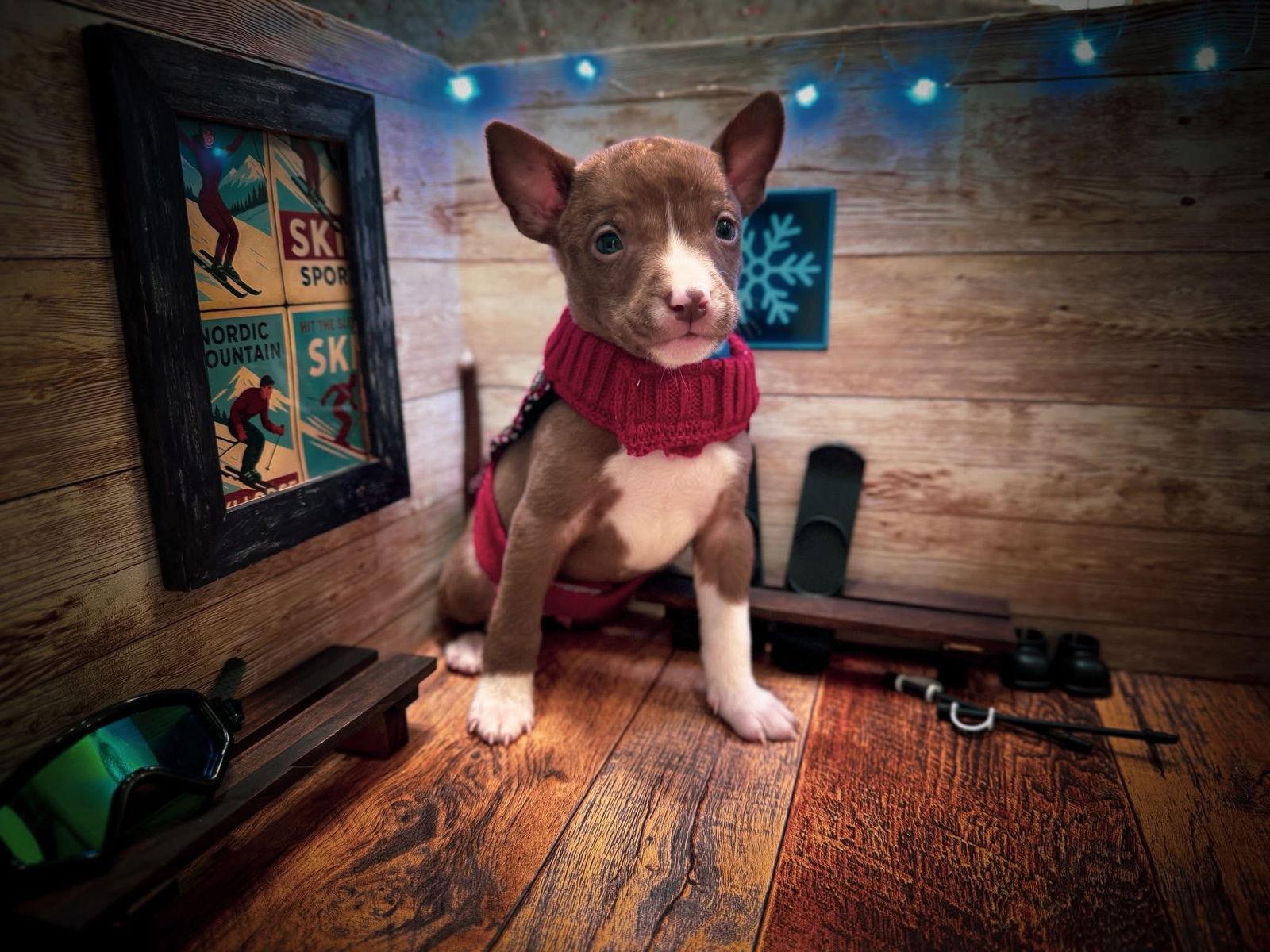 Enlarge Nordic, a Adoptable Terrier in New London, WI image 3/3