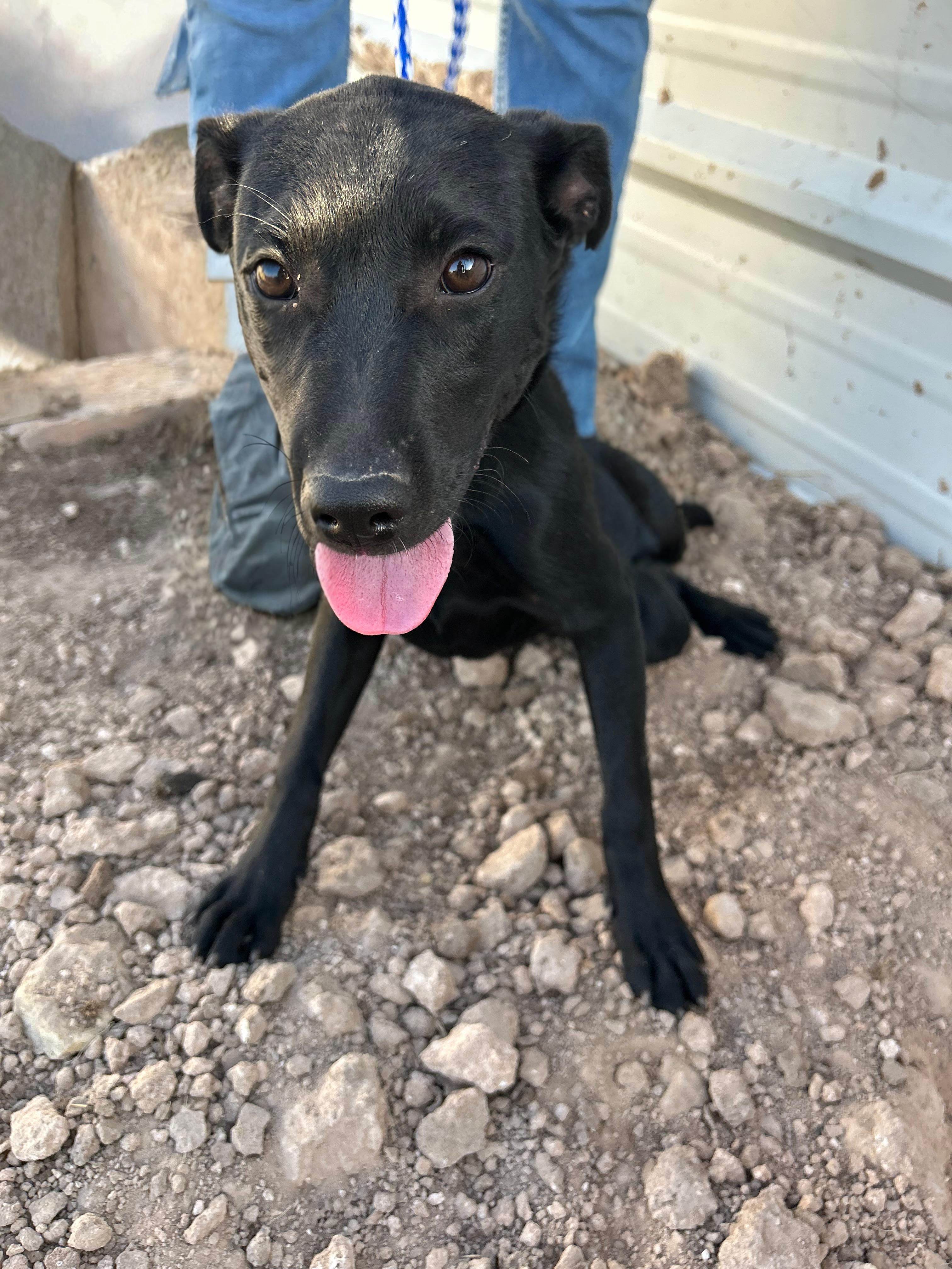 Daphne, an adoptable Labrador Retriever in Eau Claire, WI, 54703 | Photo Image 2