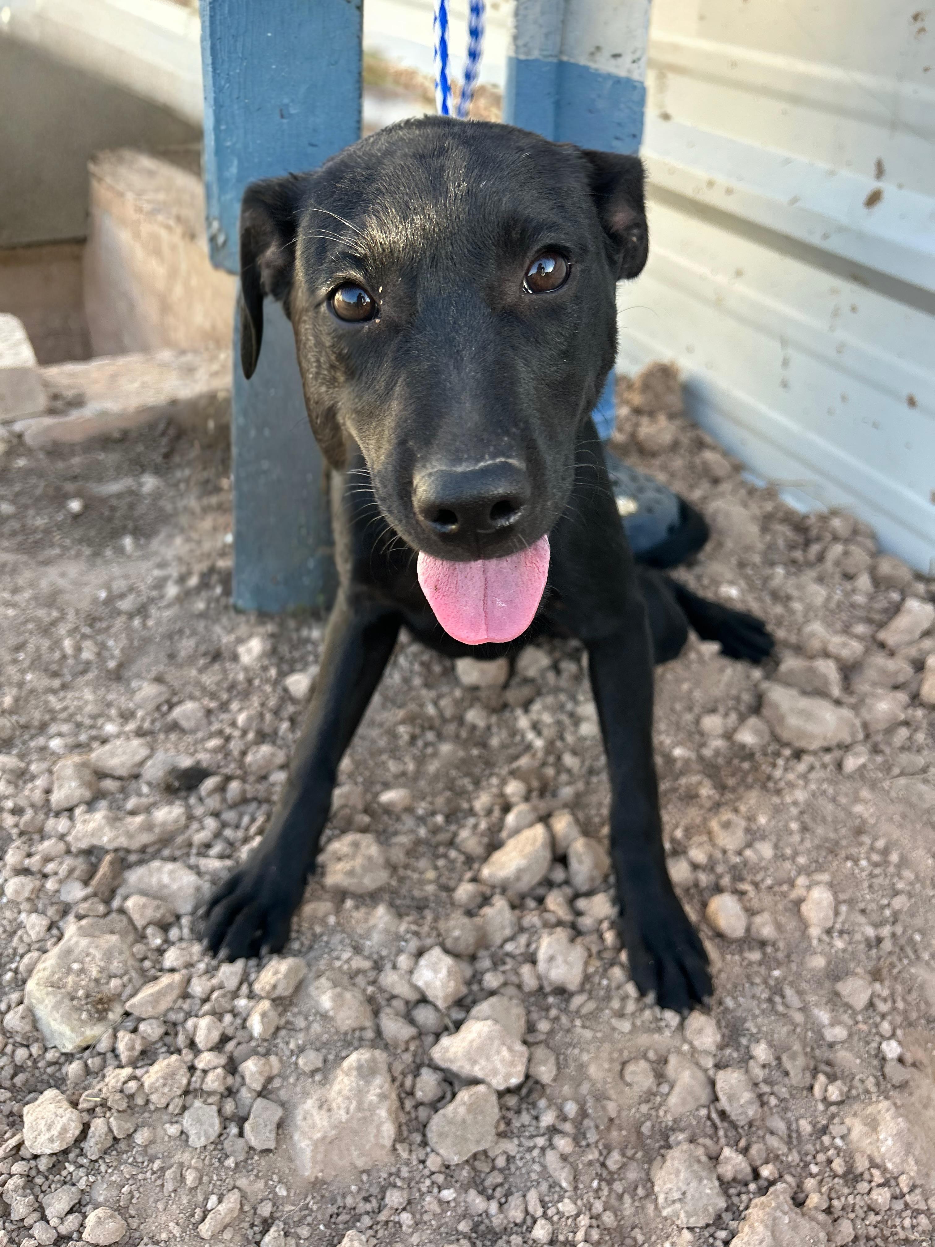 Daphne, an adoptable Labrador Retriever in Eau Claire, WI, 54703 | Photo Image 1