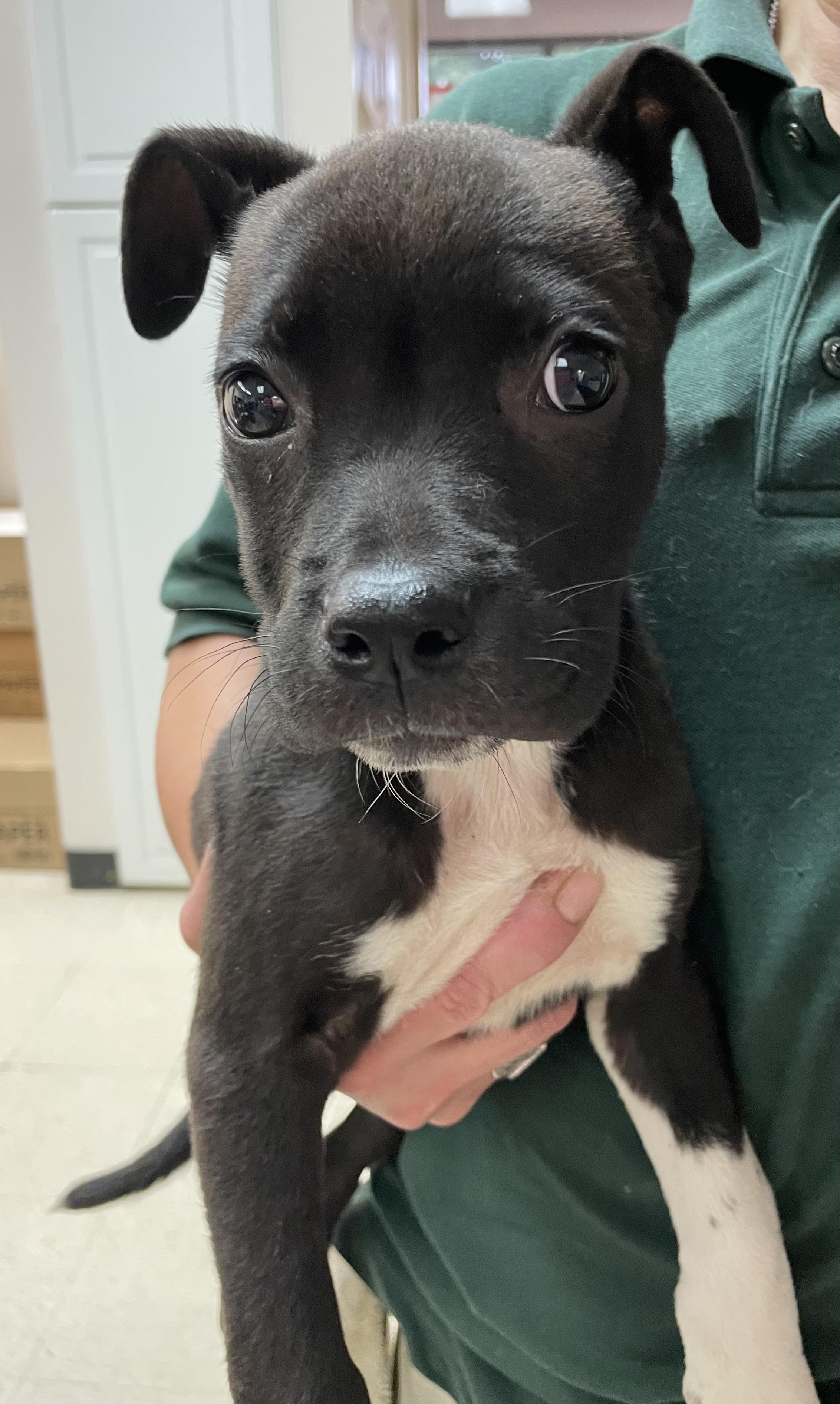 Stella ADOPTED, an adopted American Staffordshire Terrier in Canton, OH image 1/2