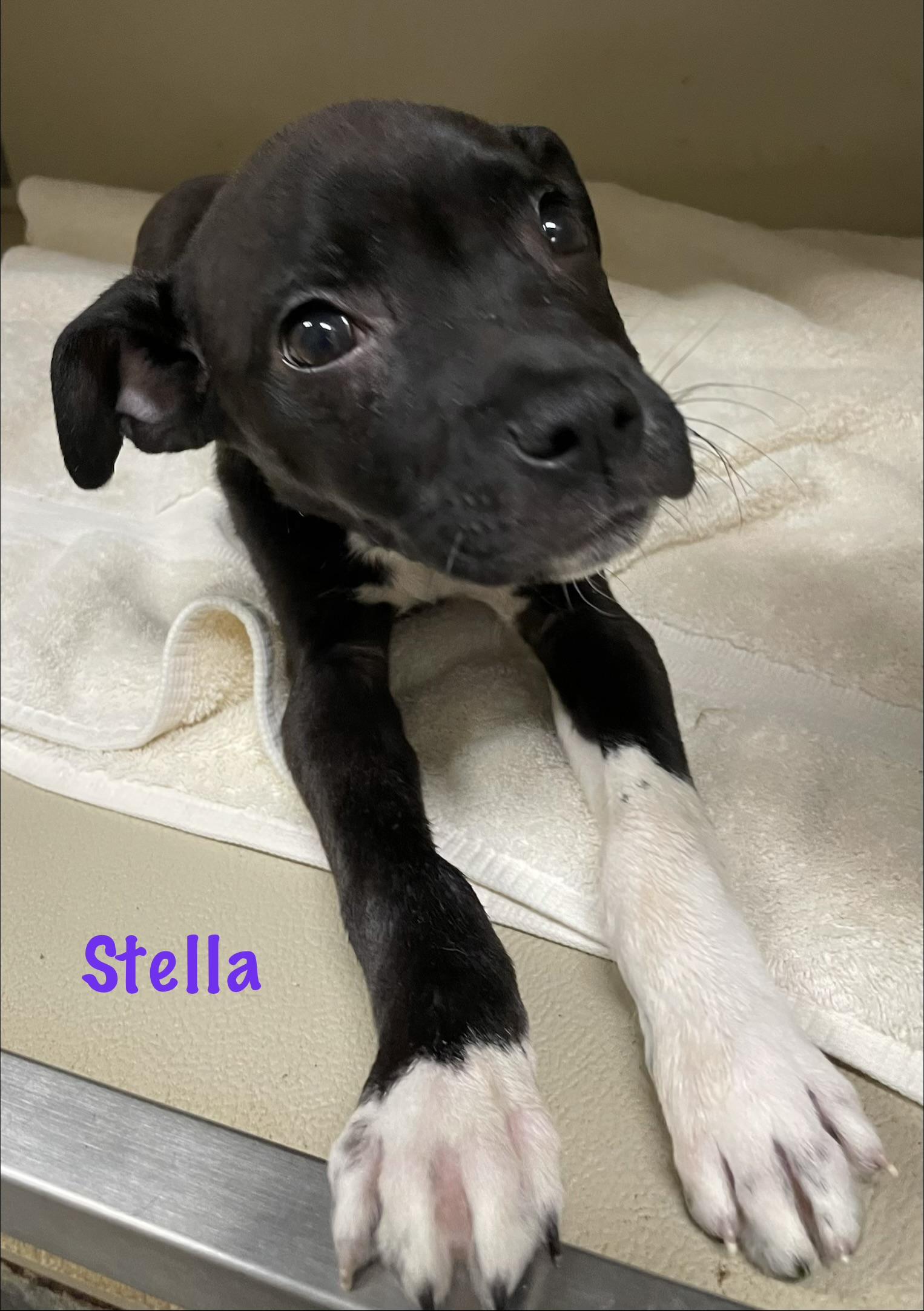 Stella ADOPTED, an adopted American Staffordshire Terrier in Canton, OH image 2/2
