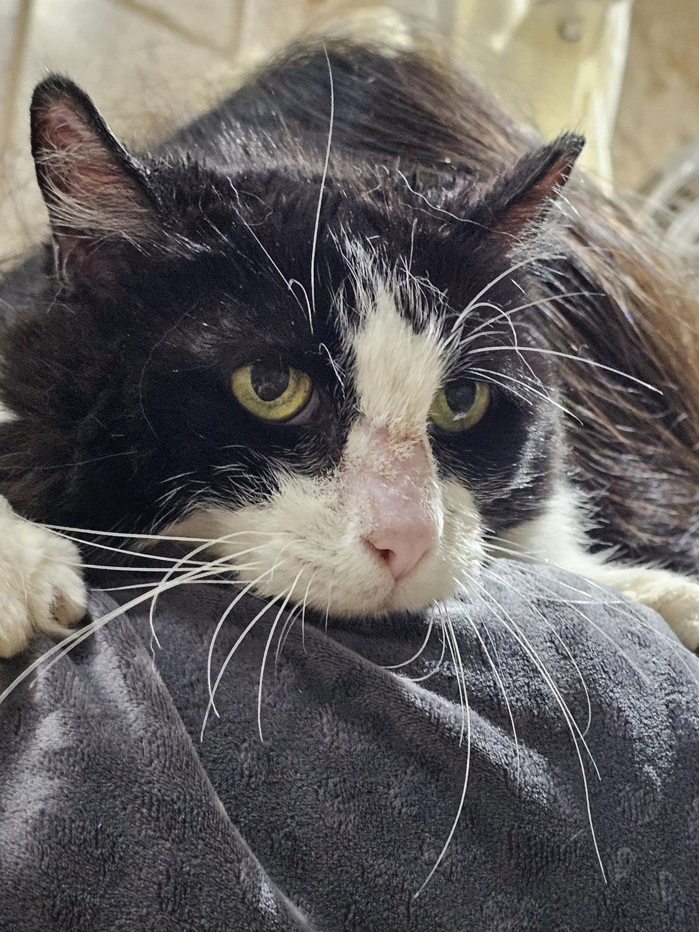 Enlarge Penny, a Adoptable Domestic Short Hair in Frisco, TX image 2/3