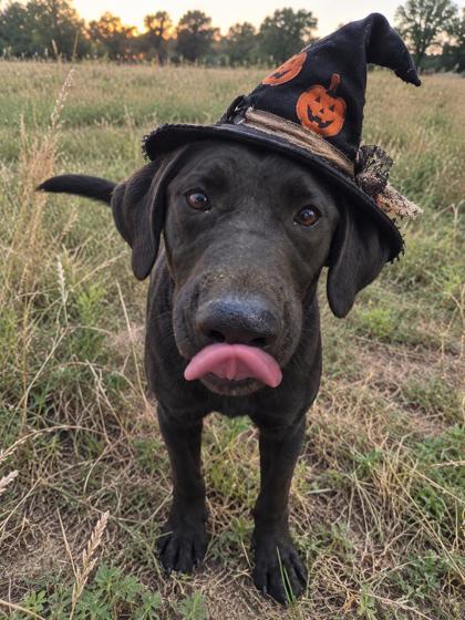 Cheese, Adoptable, Young Female Black Labrador Retriever.