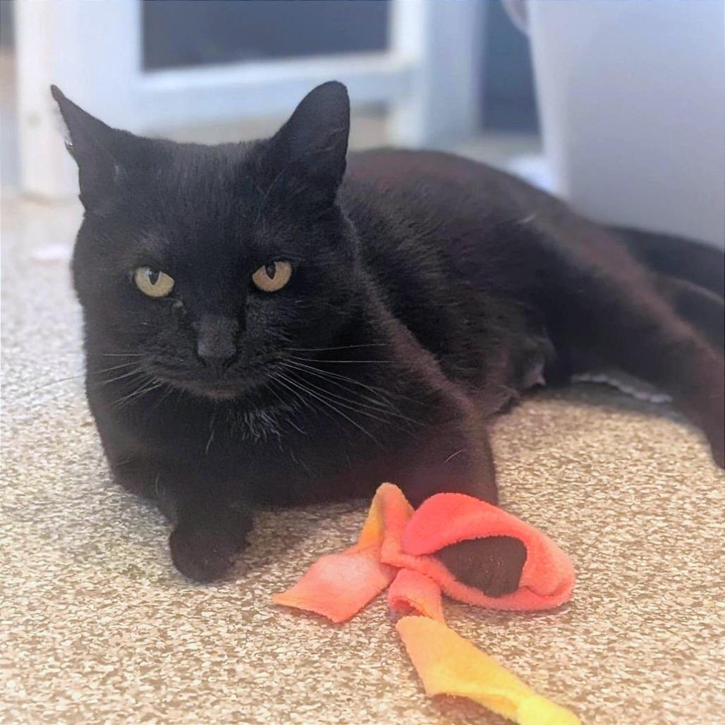 Enlarge Sugarplum, a Adoptable Domestic Short Hair in Washington Township, OH image 2/6