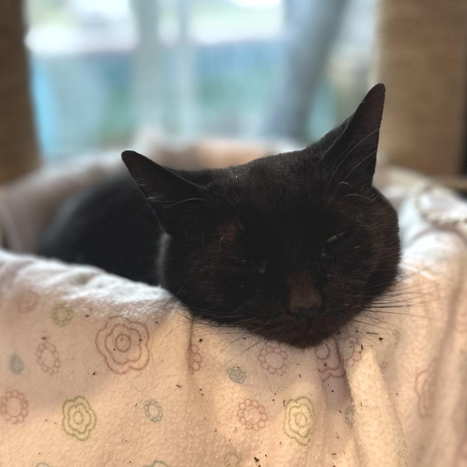 Enlarge Sugarplum, a Adoptable Domestic Short Hair in Washington Township, OH image 3/6