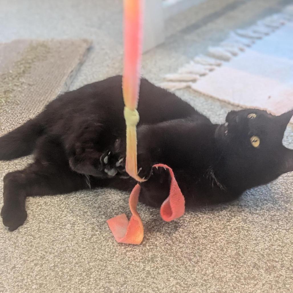 Enlarge Sugarplum, a Adoptable Domestic Short Hair in Washington Township, OH image 5/6