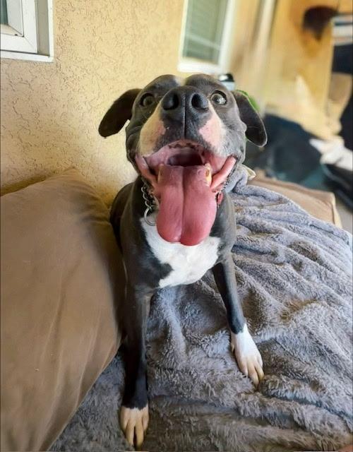 Billy (REDUCED FEE), Adoptable, Senior Female Pit Bull Terrier.