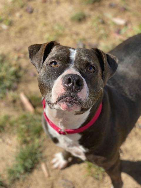 Enlarge Billy (REDUCED FEE), a Adoptable mixed breed in Tracy, CA image 3/6