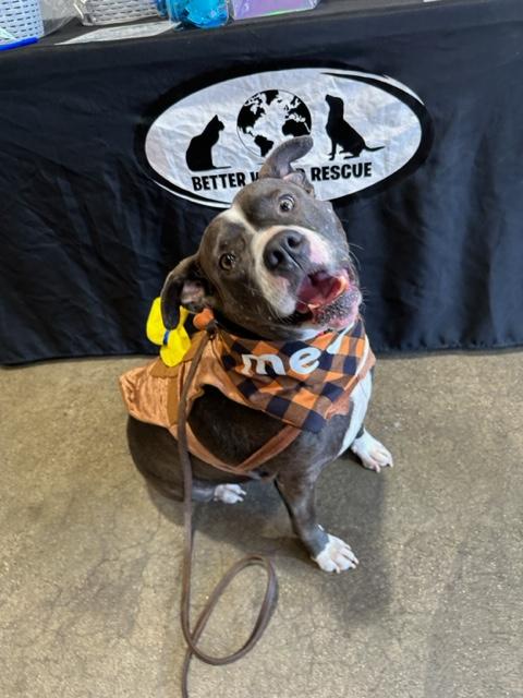 Enlarge Billy (REDUCED FEE), a Adoptable mixed breed in Tracy, CA image 4/6