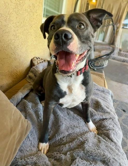 Enlarge Billy (REDUCED FEE), a Adoptable mixed breed in Tracy, CA image 5/6