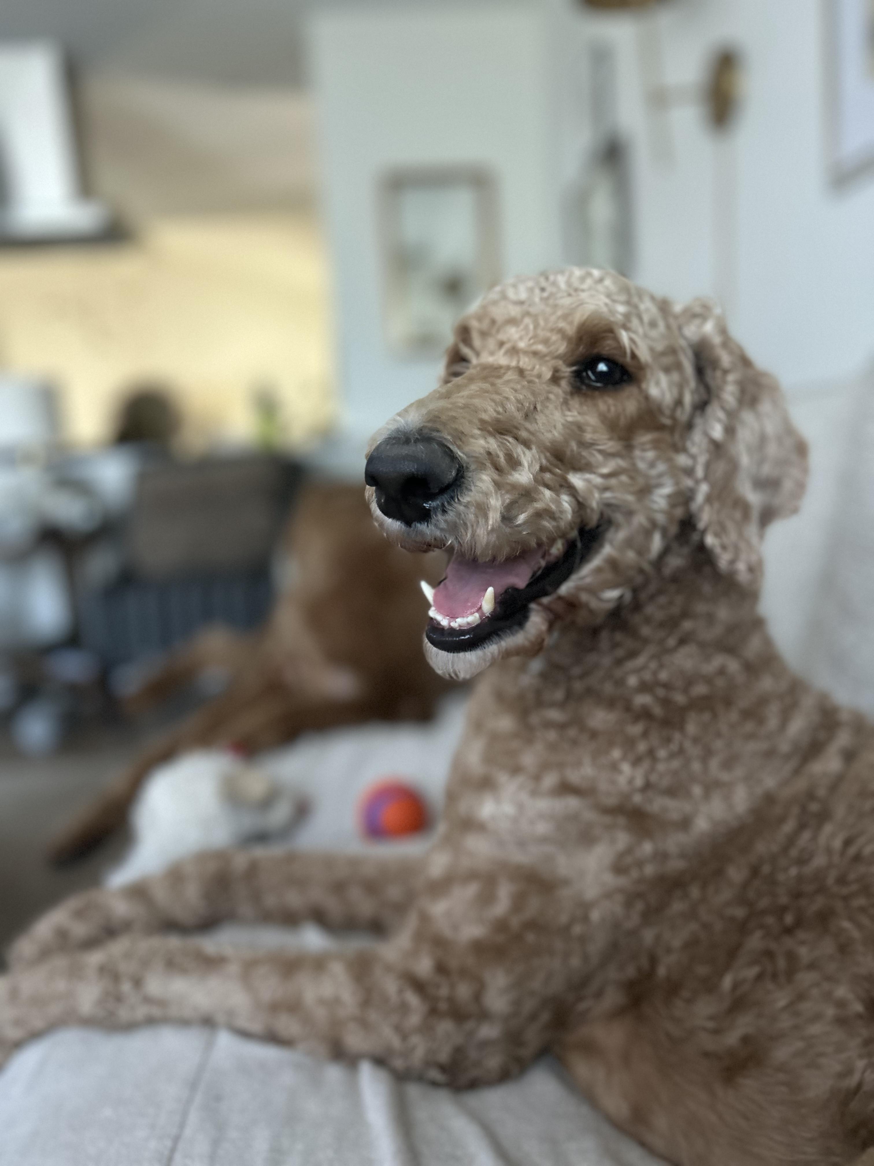 Jemma, an adopted Poodle in Garland, TX image 2/4