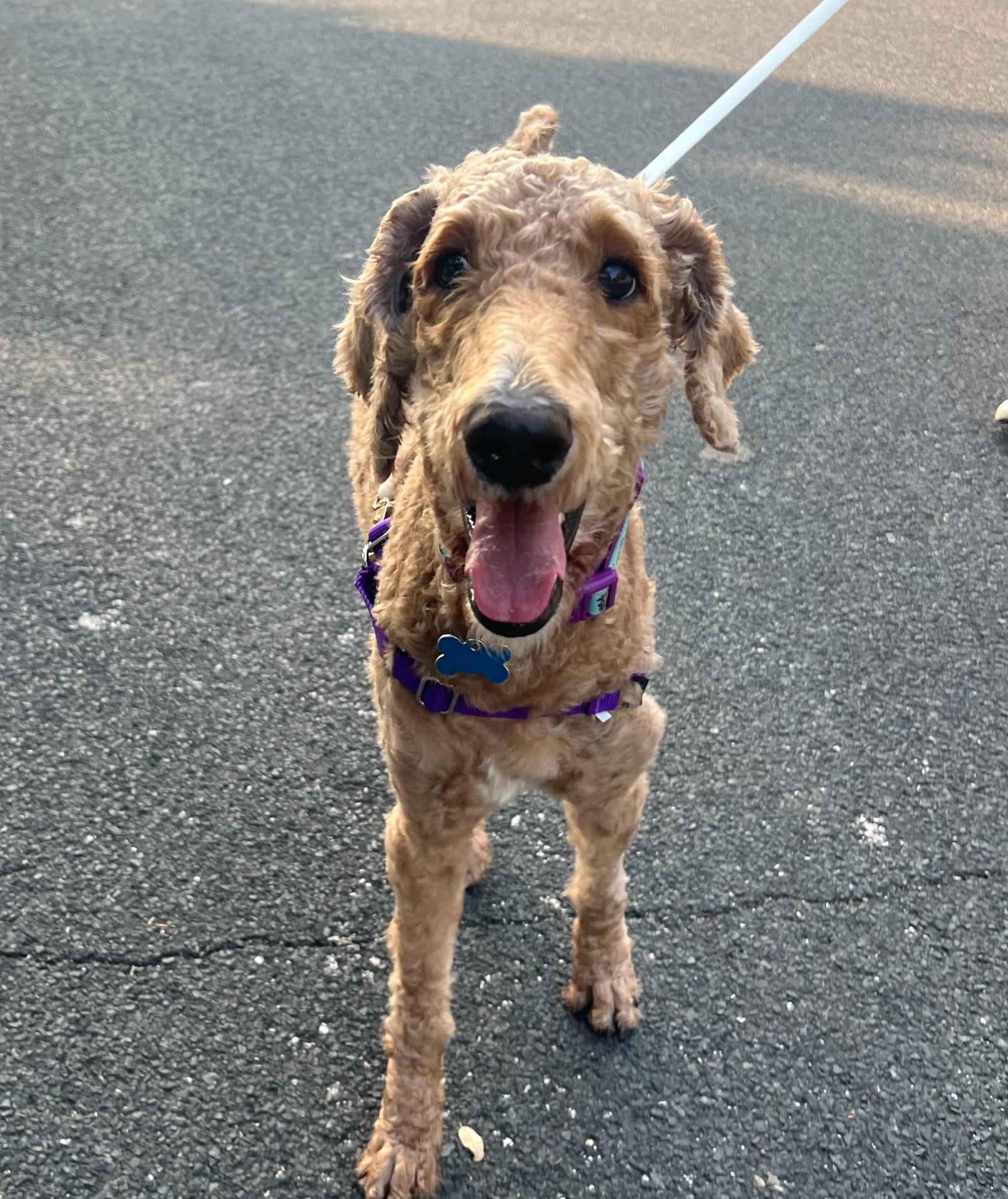 Jemma, an adopted Poodle in Garland, TX image 3/4