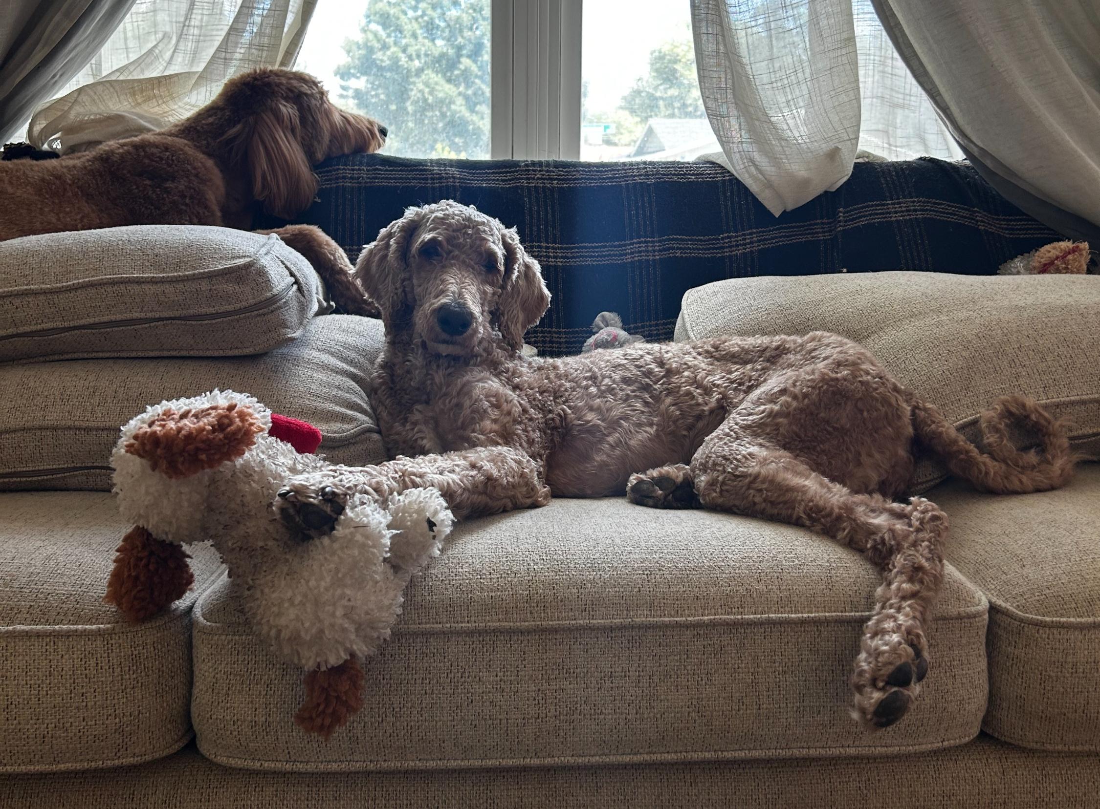 Jemma, an adopted Poodle in Garland, TX image 4/4