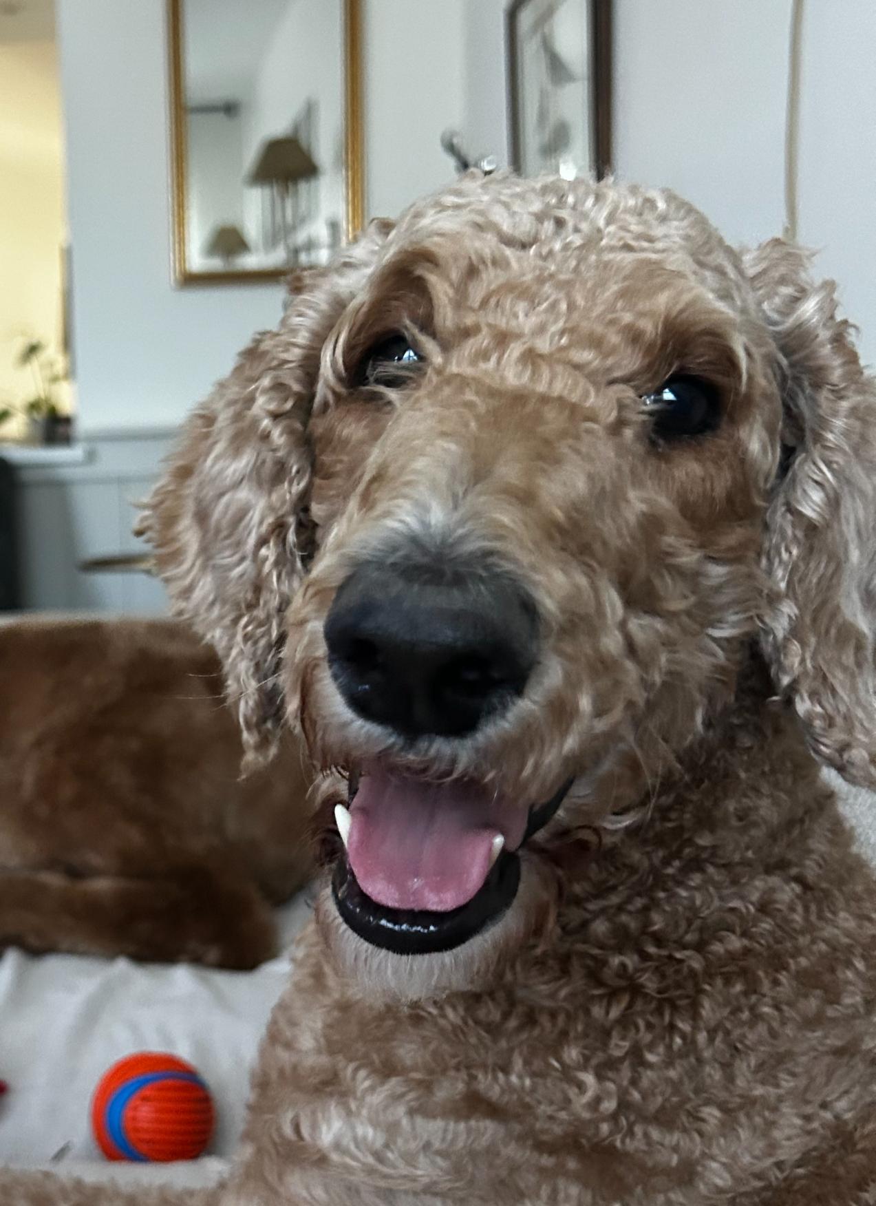 Jemma, adopted, Adult Female Poodle.