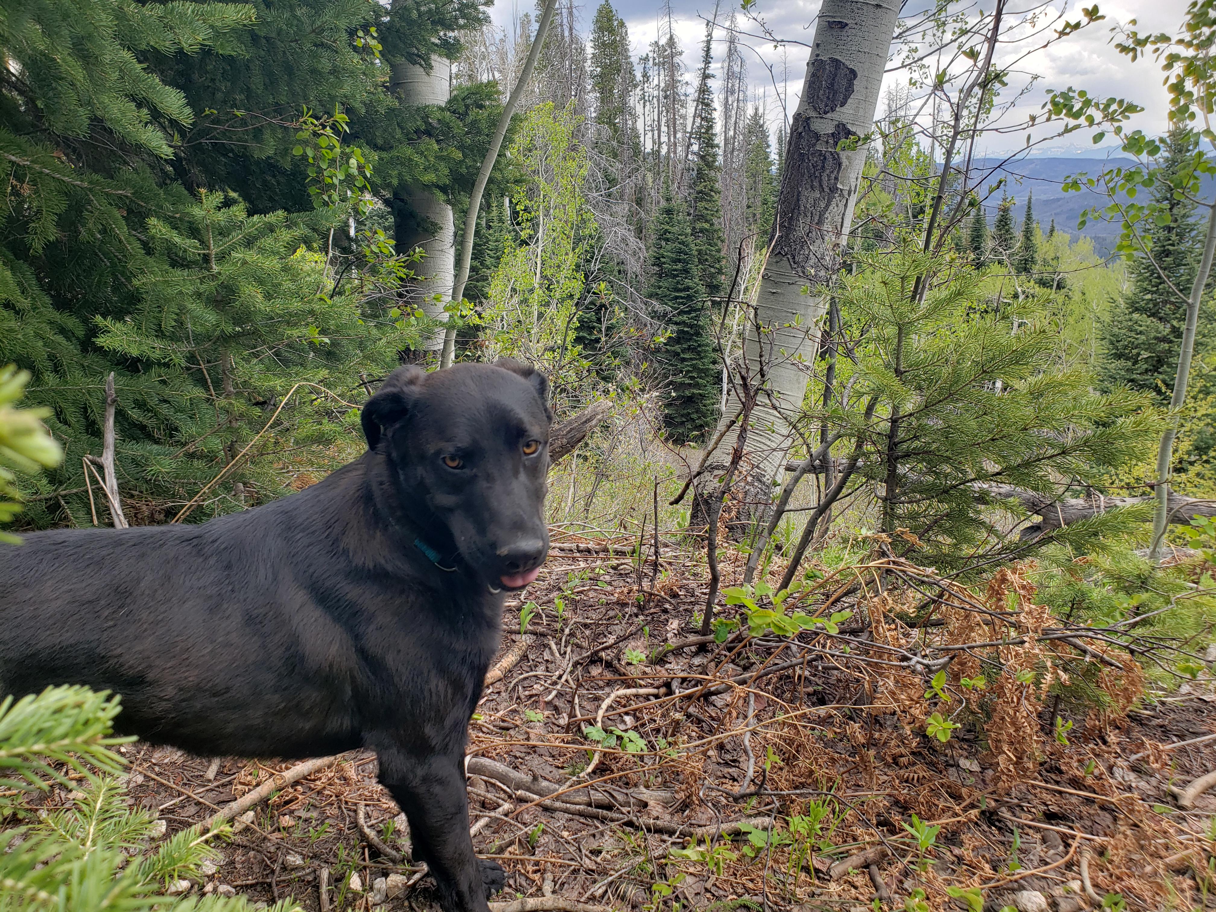 Enlarge Reed, an adopted mixed breed in Steamboat Springs, CO image 3/6