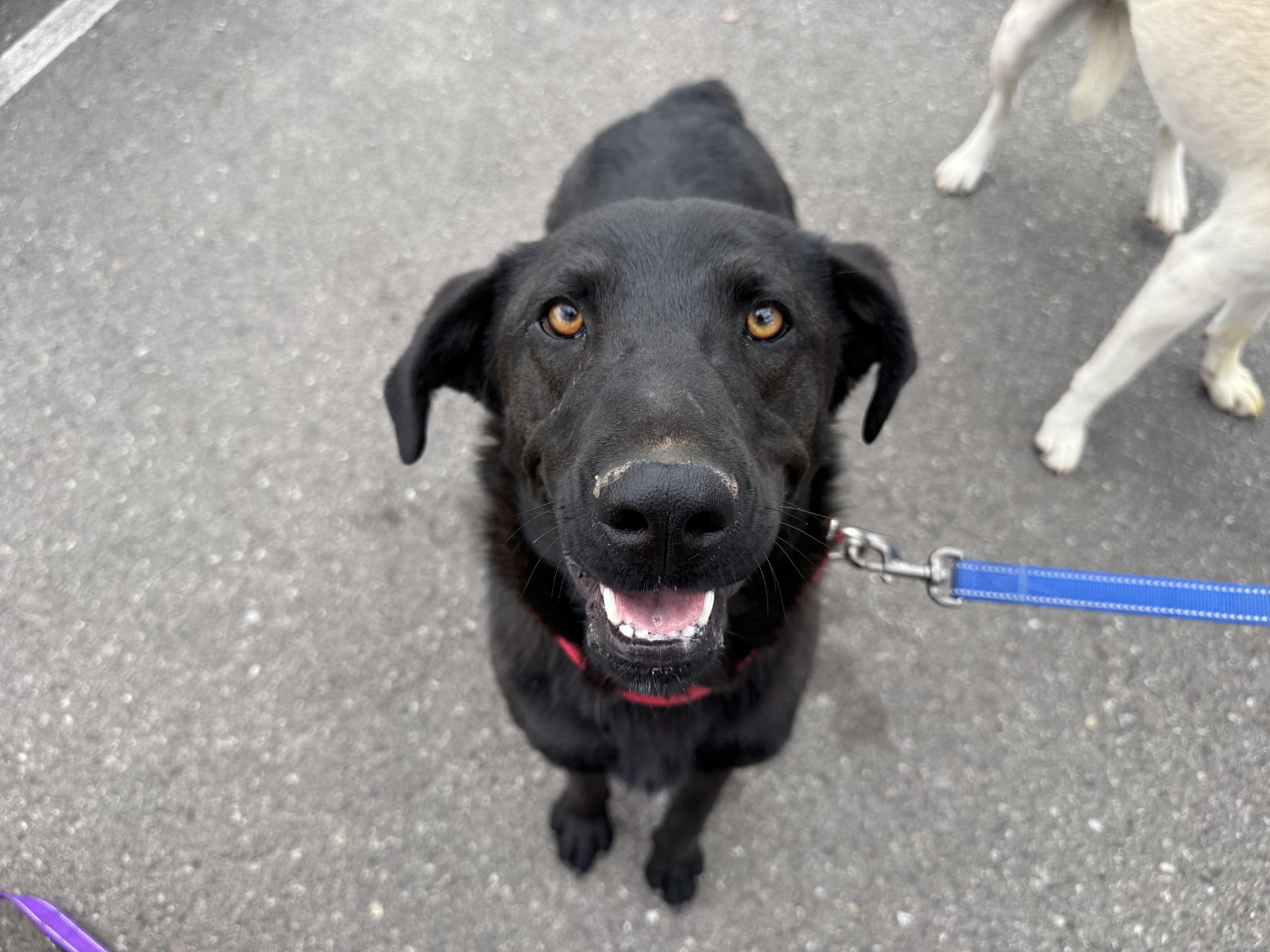 Enlarge Reed, an adopted mixed breed in Steamboat Springs, CO image 1/6