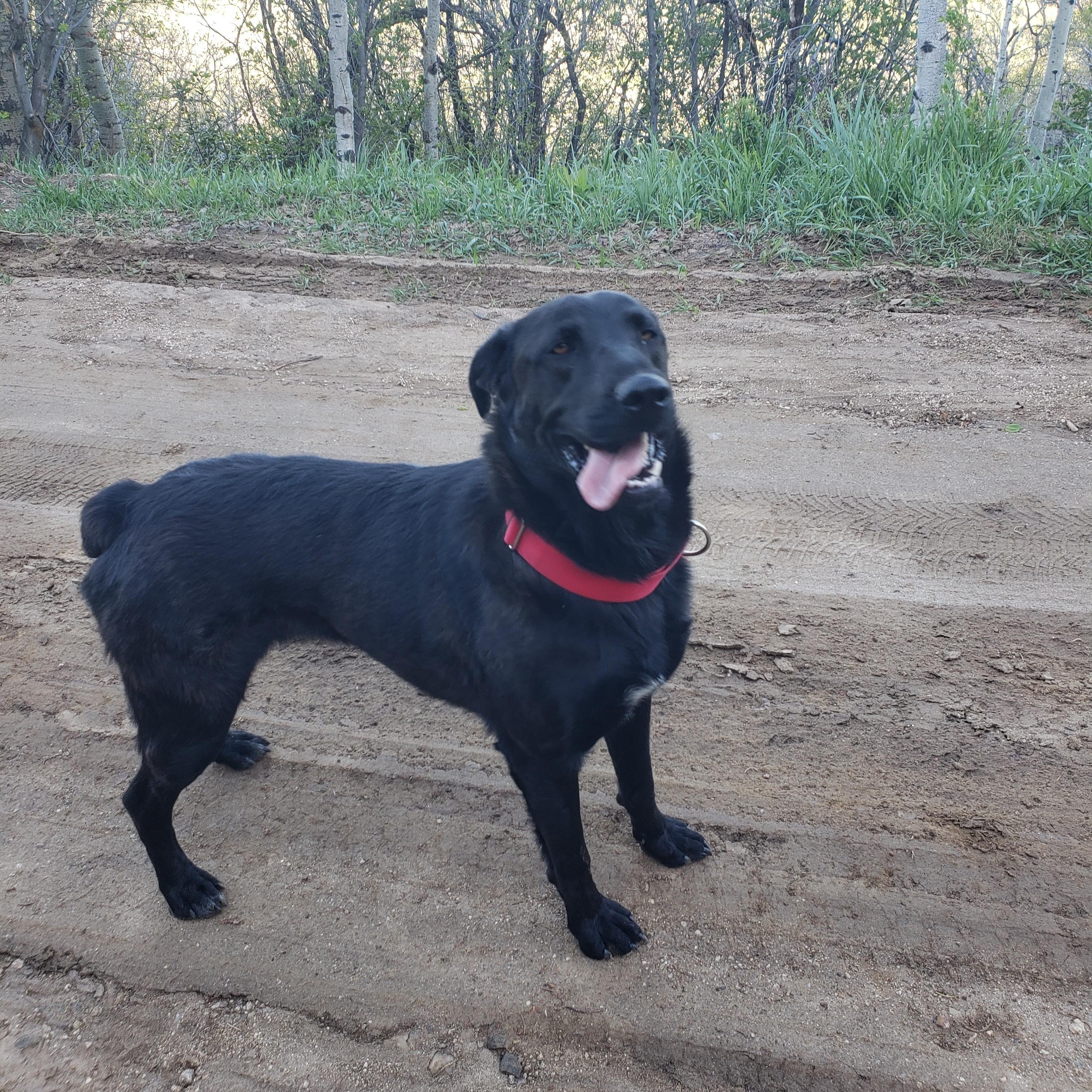 Enlarge Reed, an adopted mixed breed in Steamboat Springs, CO image 6/6