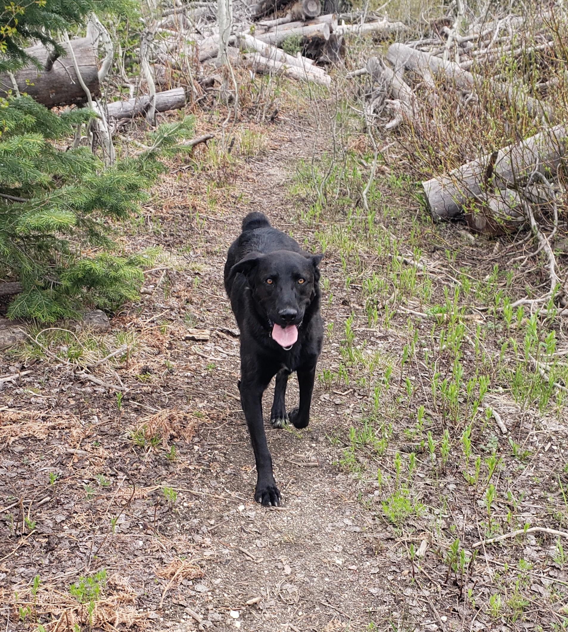 Enlarge Reed, an adopted mixed breed in Steamboat Springs, CO image 5/6