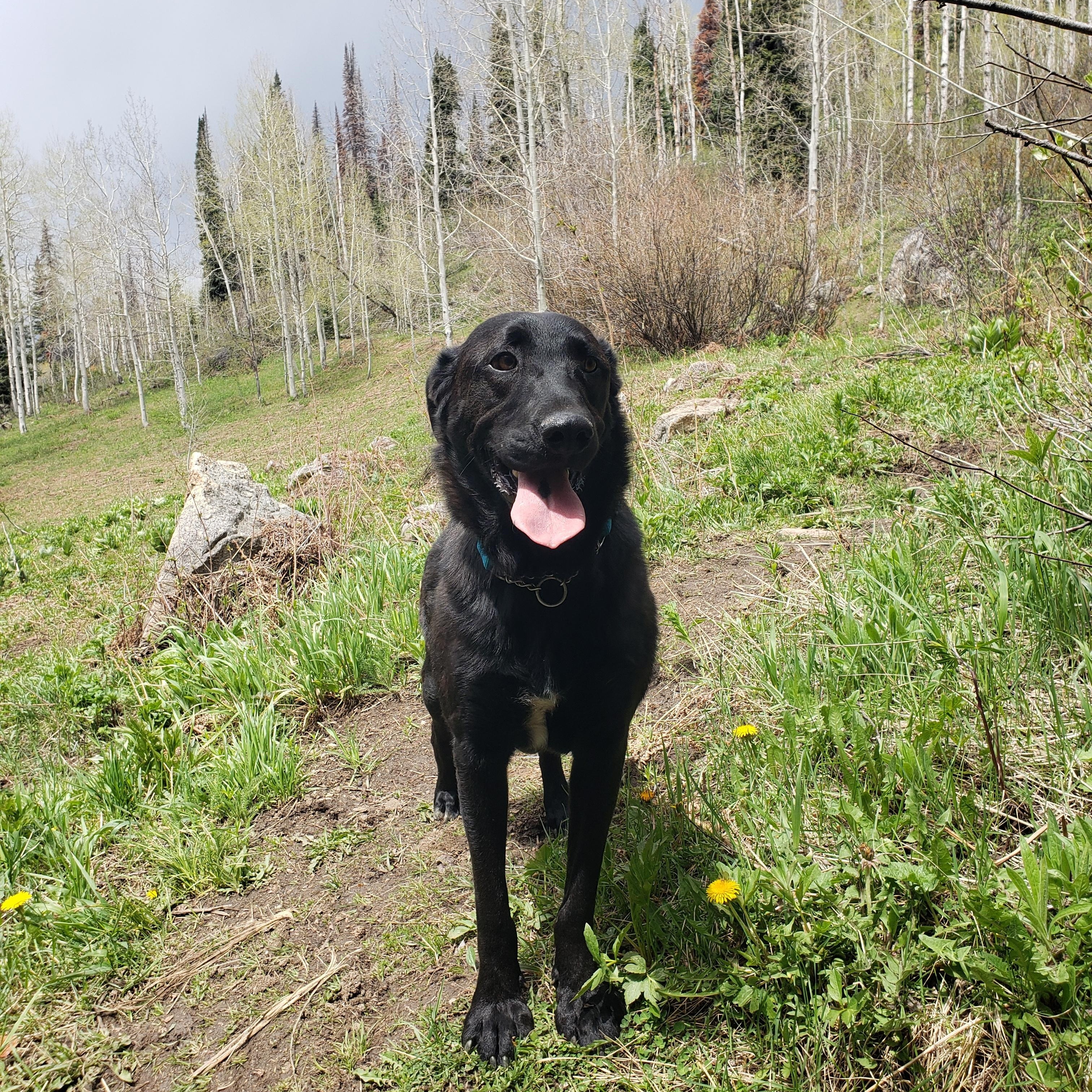Enlarge Reed, an adopted mixed breed in Steamboat Springs, CO image 4/6