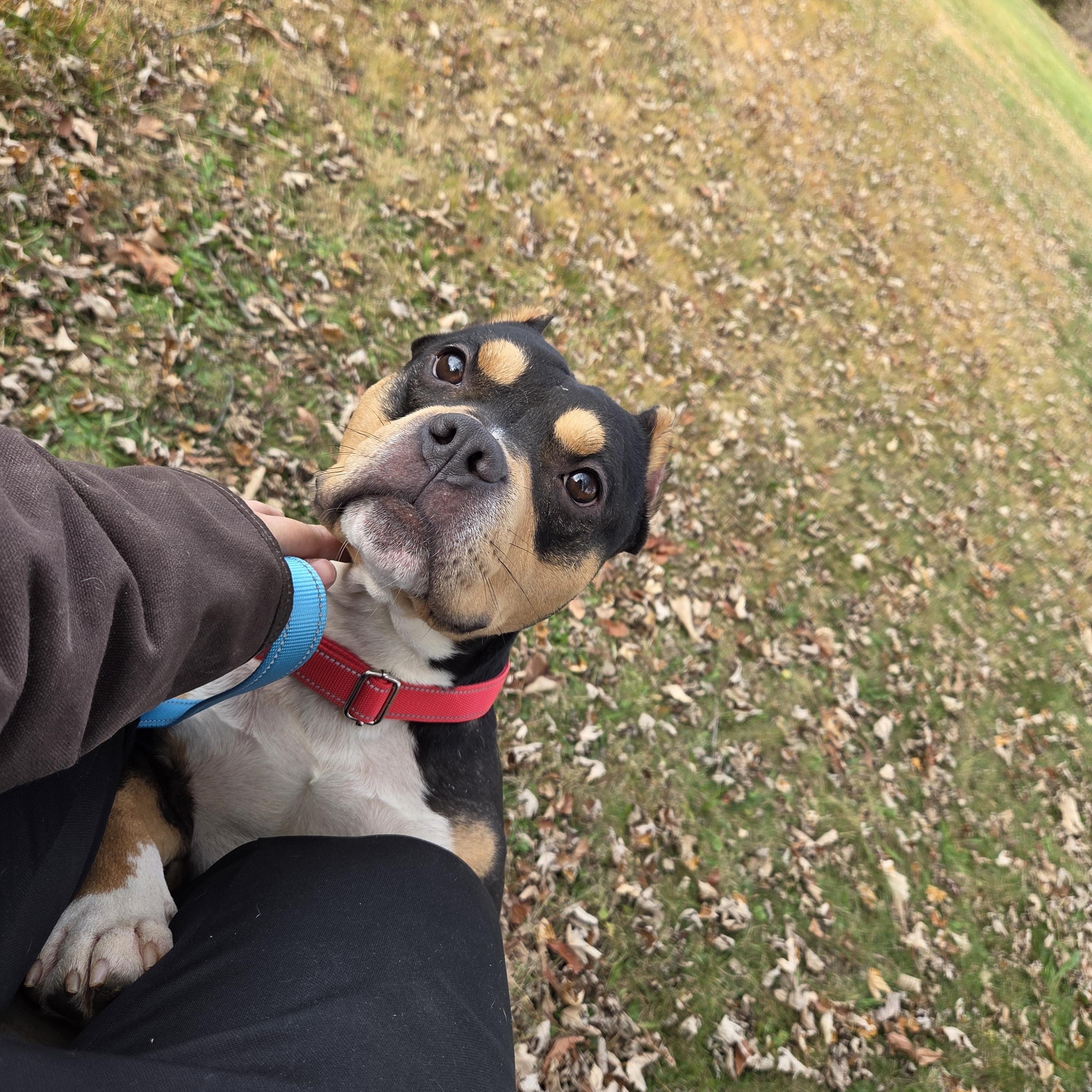 Braxton , adopted, Adult Male American Bully.