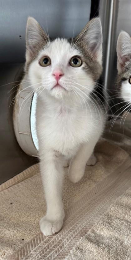 Enlarge Thyme, a Adoptable mixed breed in Willmar, MN image 1/1