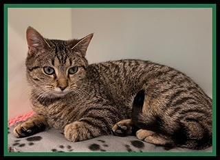 SVETLANA, Adoptable, Kitten Female Domestic Short Hair.