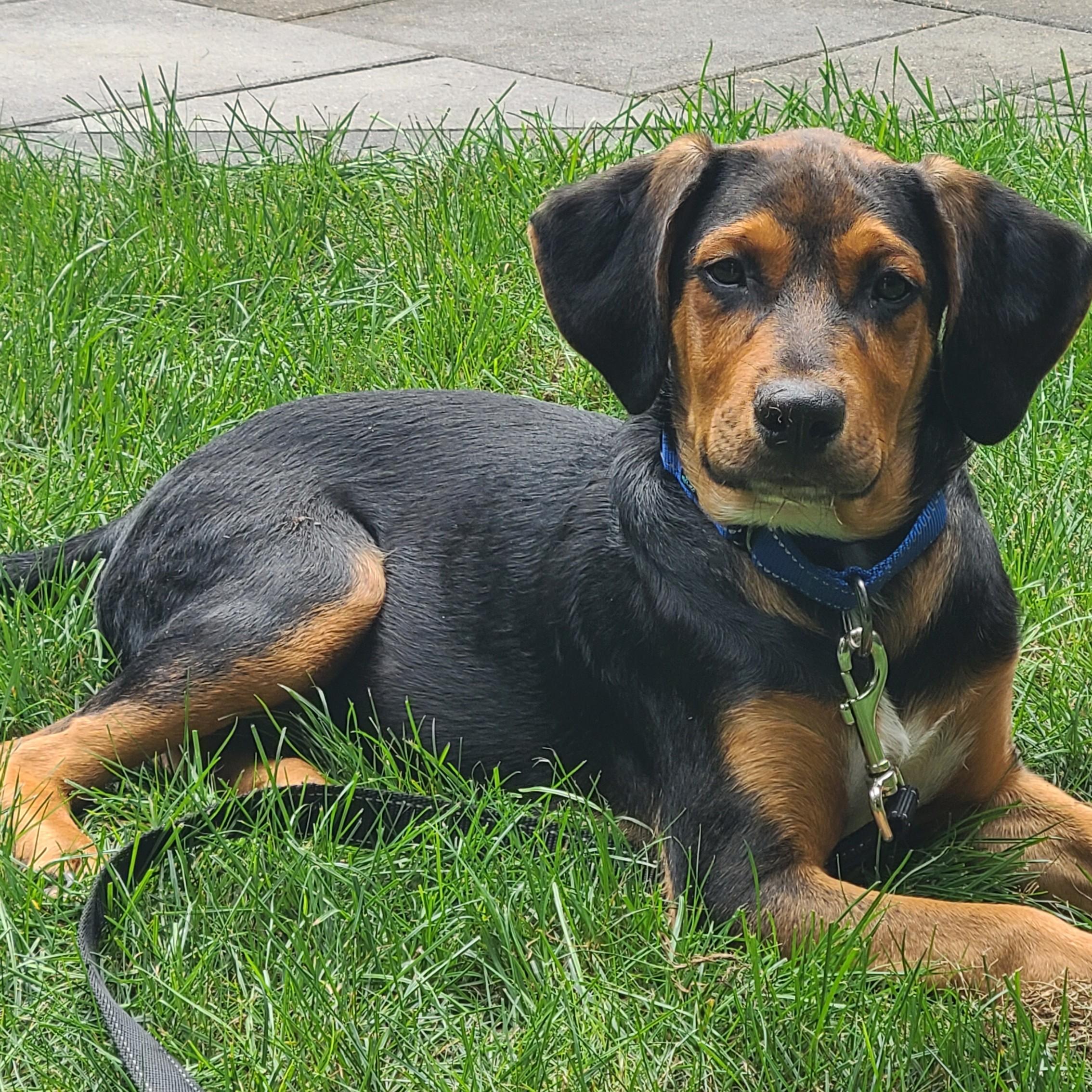 Enlarge Blu, a Adopted mixed breed in Albany, NY image 1/6