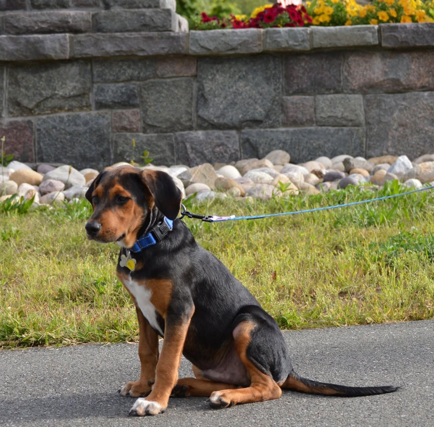 Enlarge Blu, a Adopted mixed breed in Albany, NY image 5/6