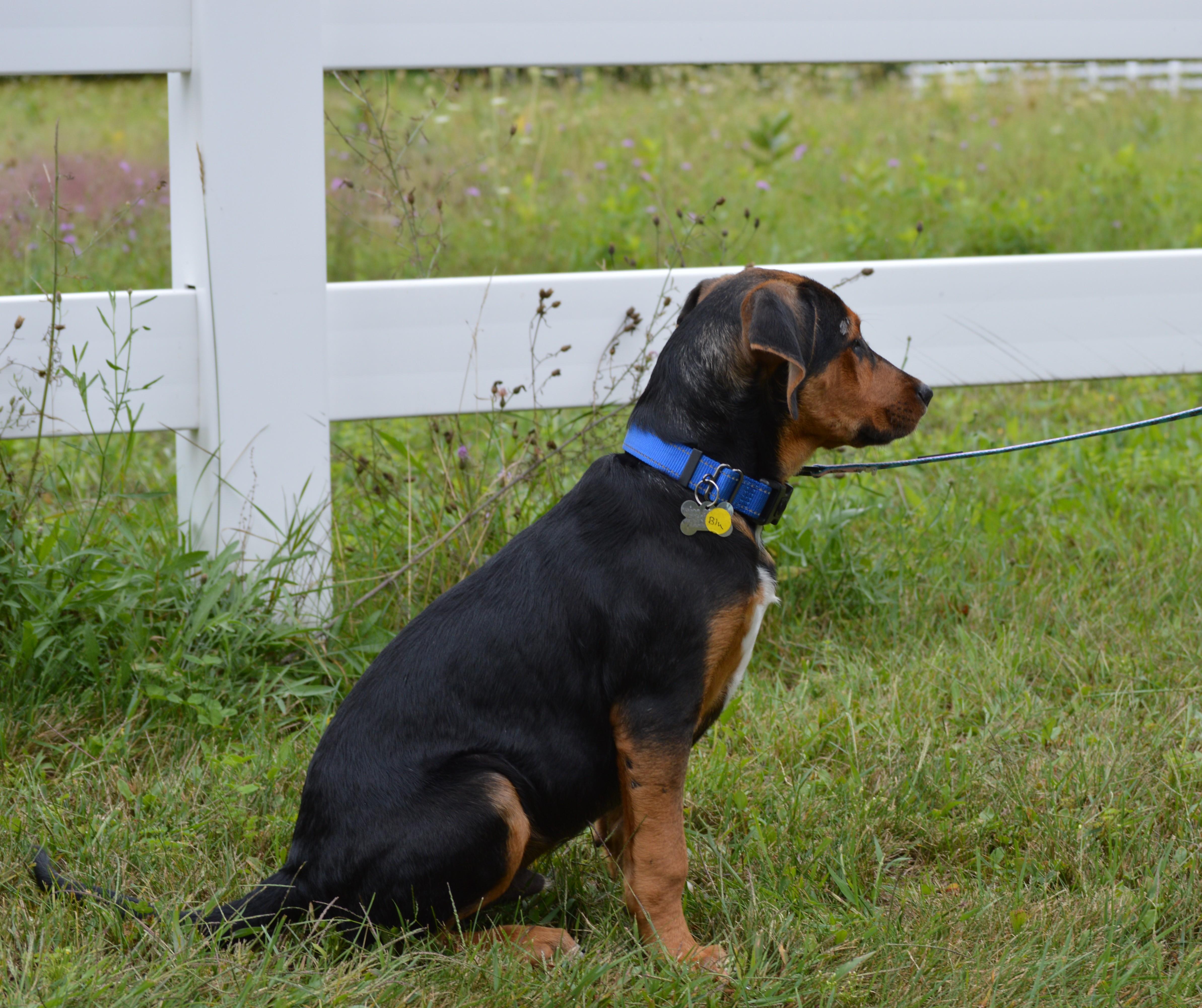Enlarge Blu, a Adopted mixed breed in Albany, NY image 2/6