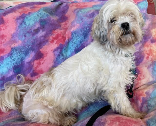 Enlarge Taffy, a Adoptable Shih Tzu in Memphis, TN image 4/4