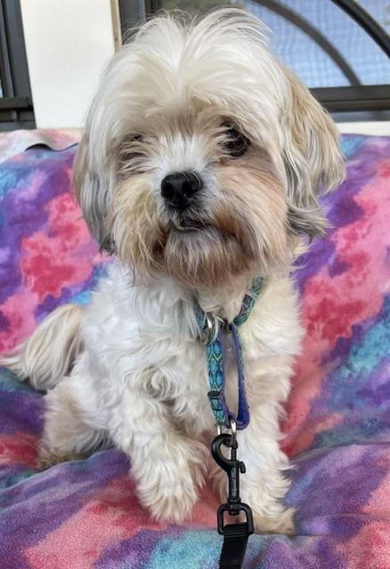 Enlarge Taffy, a Adoptable Shih Tzu in Memphis, TN image 2/4