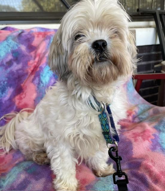 Enlarge Taffy, a Adoptable Shih Tzu in Memphis, TN image 3/4