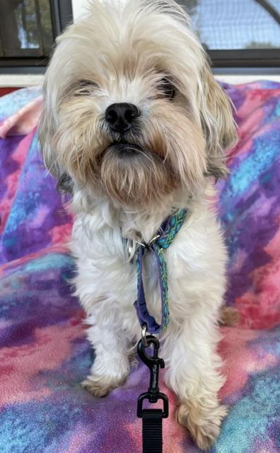 Taffy, Adoptable, Senior Female Shih Tzu.