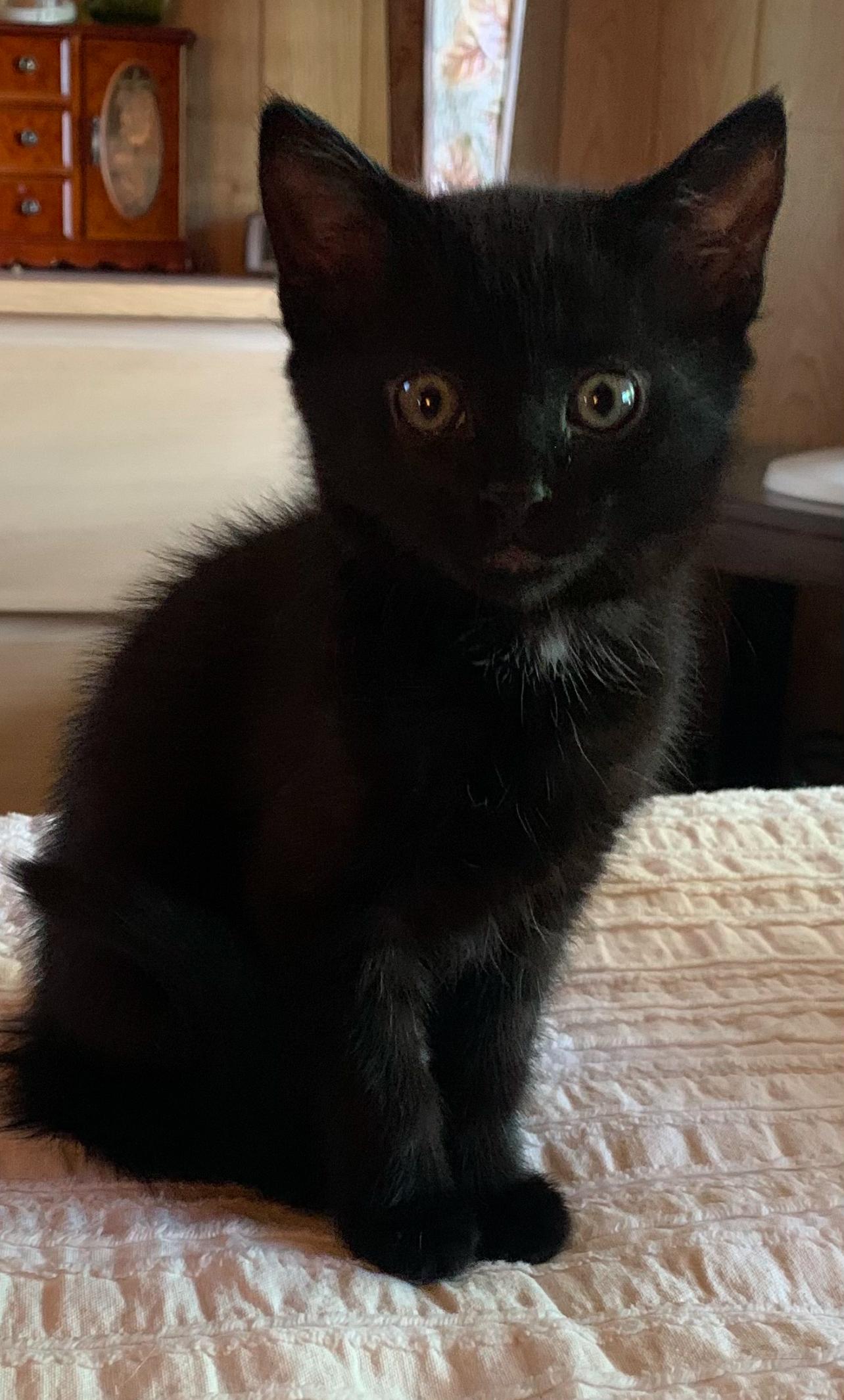 KLOVER, Adoptable, Kitten Female Bombay.