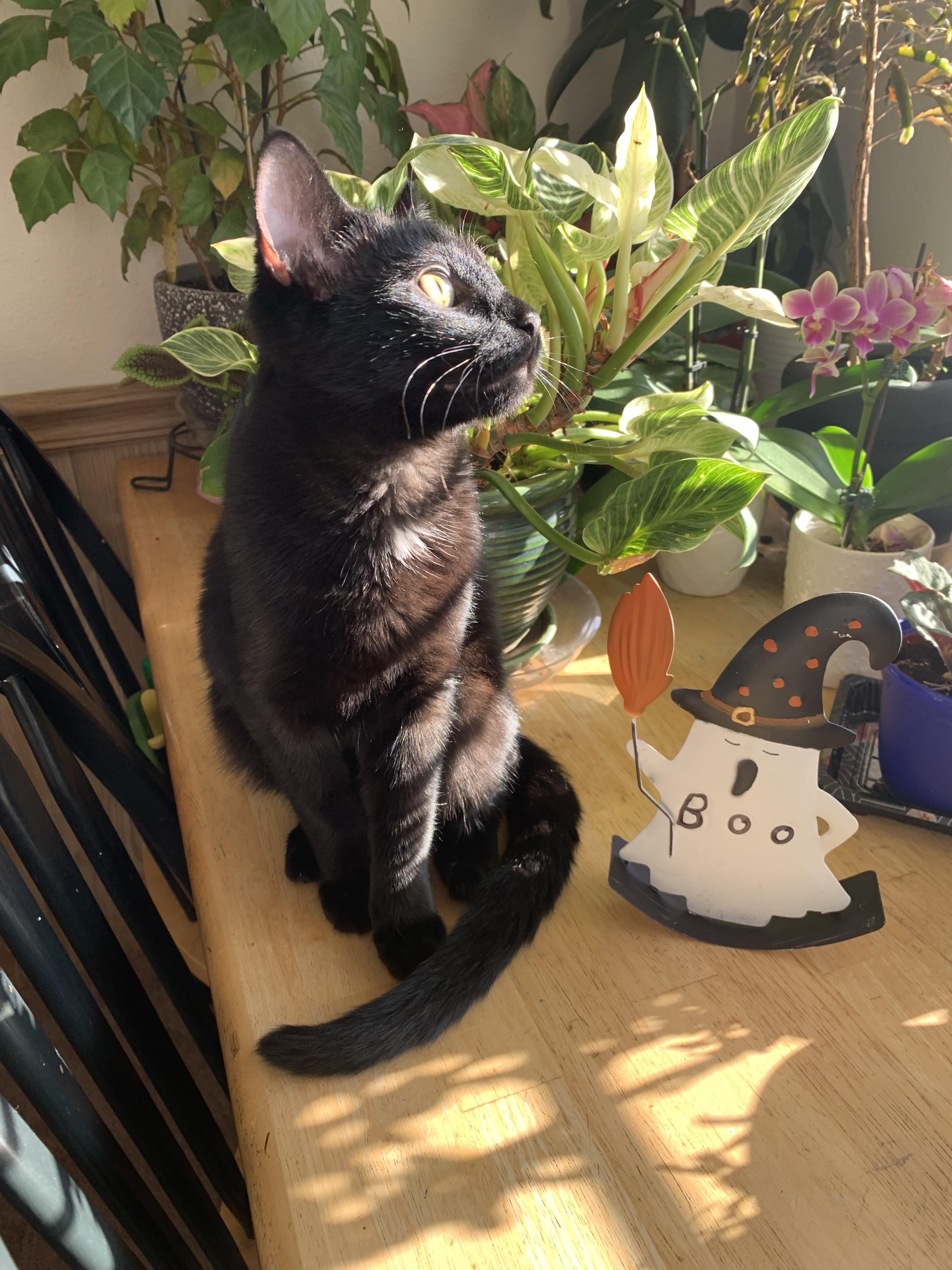 KLOVER, Adoptable, Kitten Female Bombay.