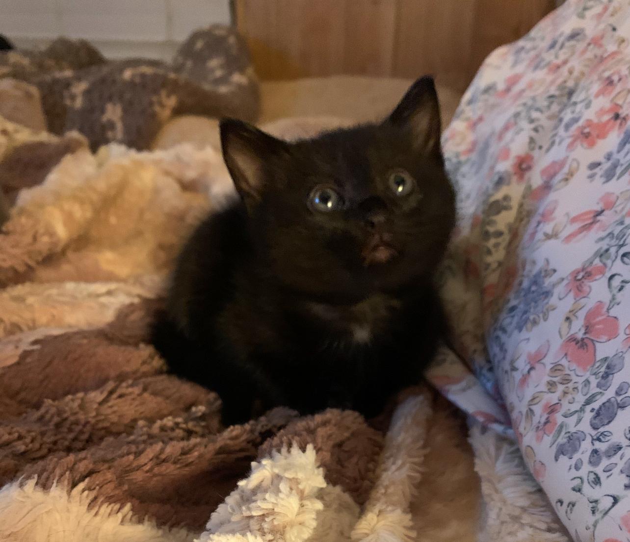 Enlarge KLOVER, a Adoptable mixed breed in Palmdale, CA image 3/3