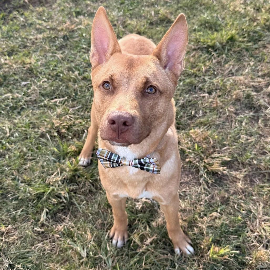 Enlarge Brody, a Adoptable Shepherd in Pittsburgh, PA image 3/6